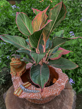 Lily Pond Friends Terracotta Planter