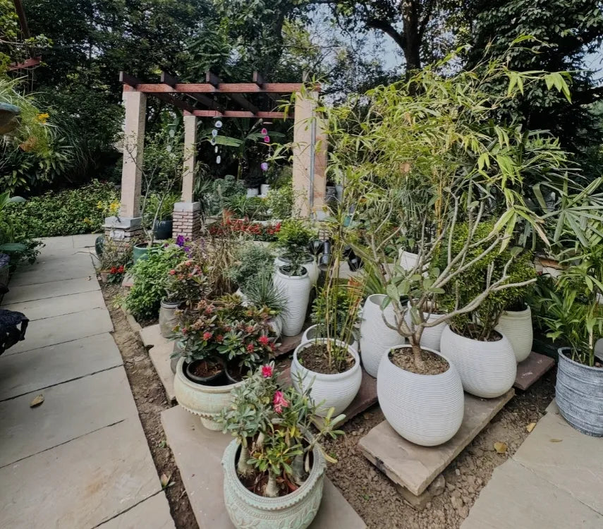 This Is How You Water Plants