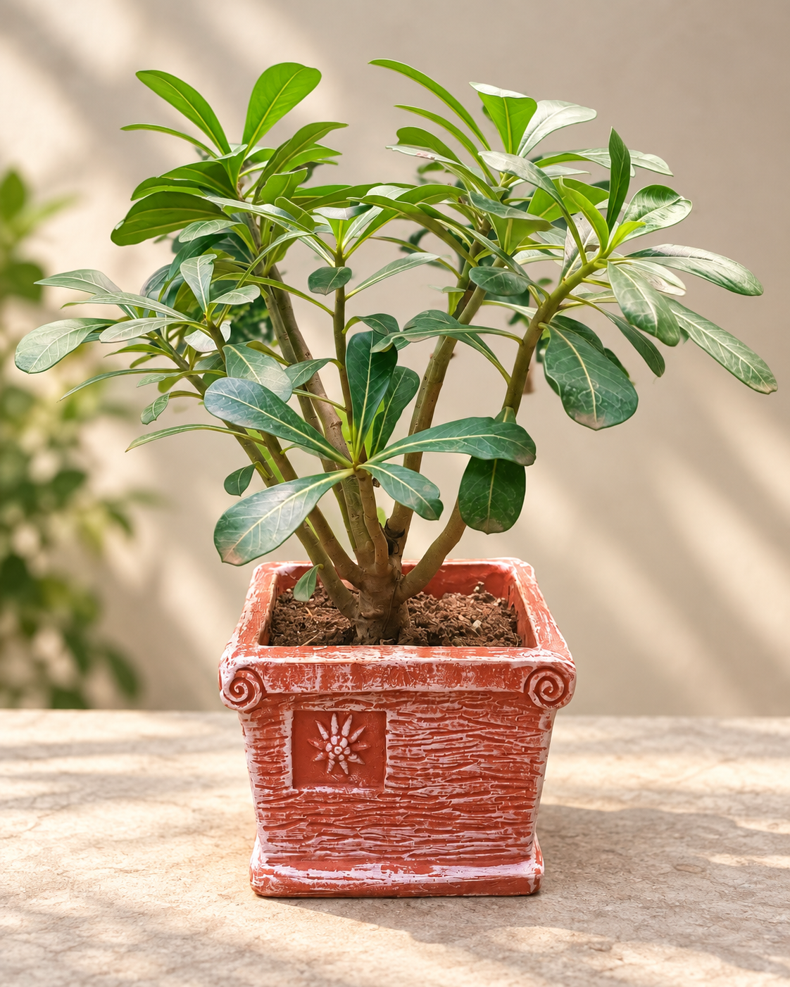 Square Terracotta Planter