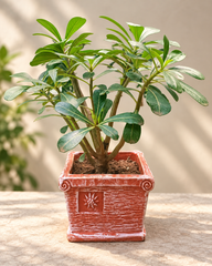 Square Terracotta Planter