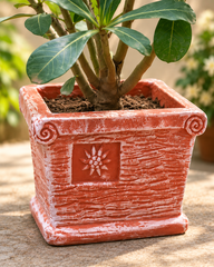 Square Terracotta Planter