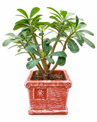Square Terracotta Planter